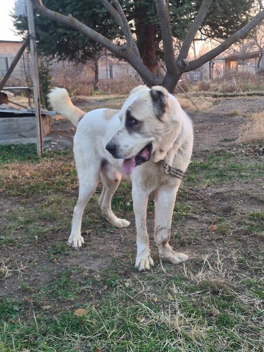 Продам алабай кабель