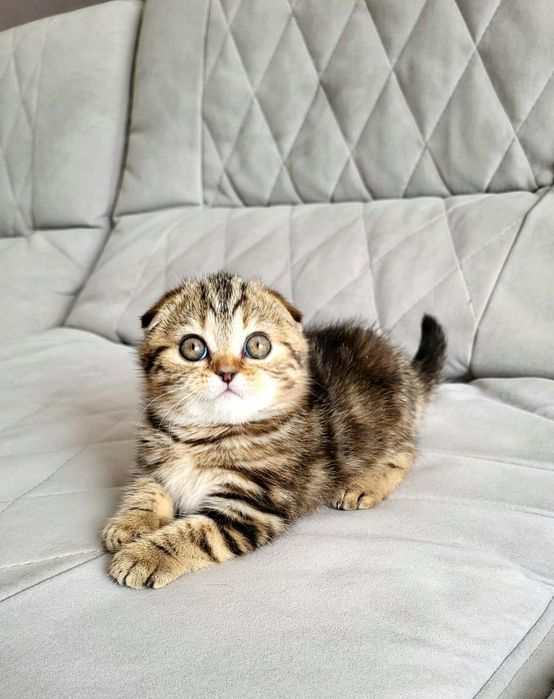 Шикарные Котята Фолды и Страйты.