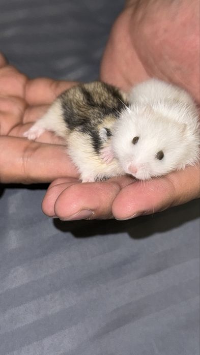 Продам маленького хомячка