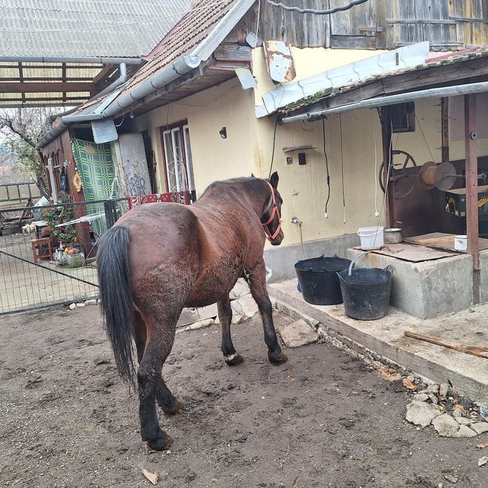 Cal de vinzare bun de tras nu musca nu  zvirle