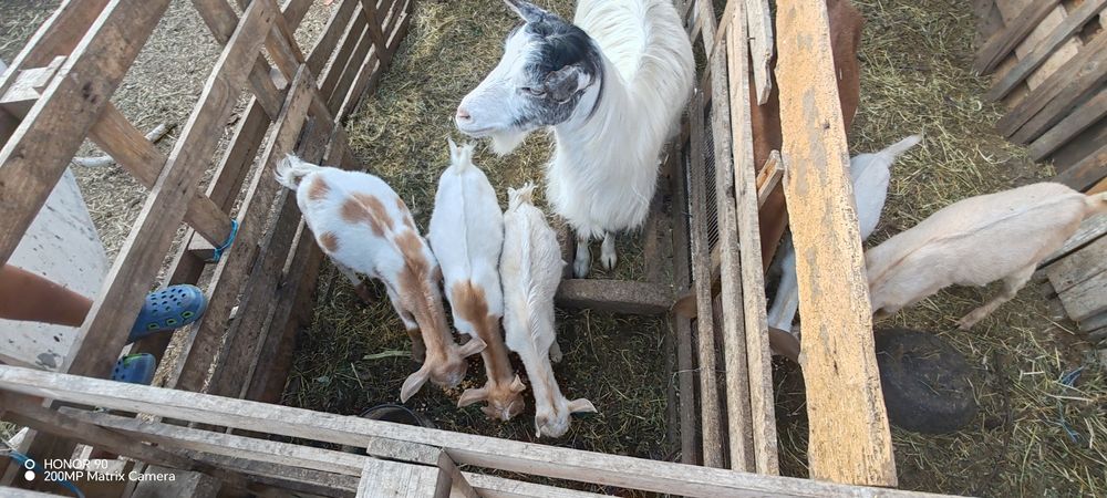 Vând doar iezi, caprele am nevoie pentru reproducere