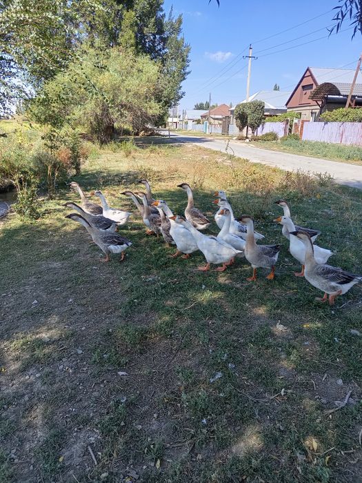 Продаю молодых гусей