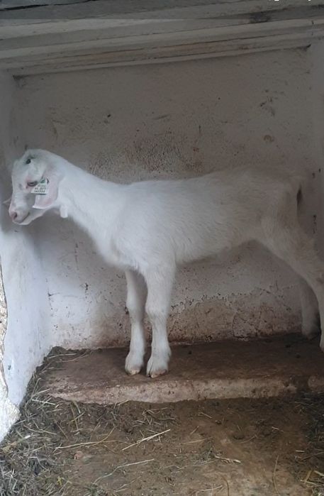Disponibile capre Saanen gestante Moreni • OLX.ro