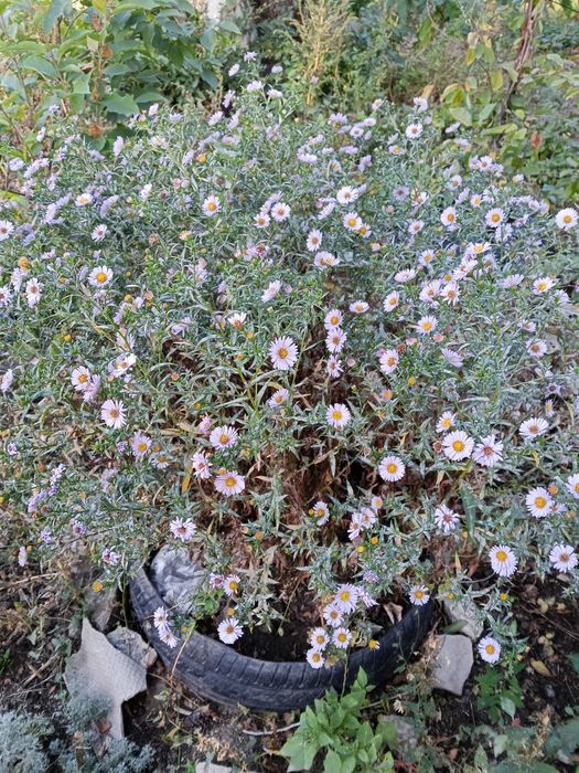 Продаю луковицы лилий