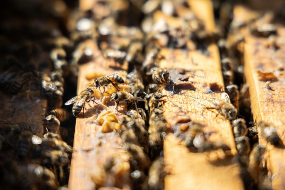 Asal ari oylasi sotiladi