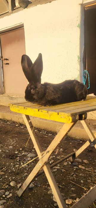 Vand Mascul Uriași German