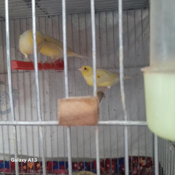 Uyda boqilgan kanareykalar