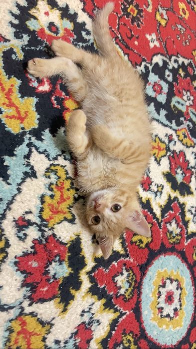 Рыжый котенок девочка