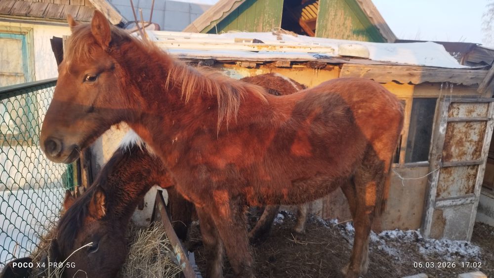 Жеребец 1.8 справный