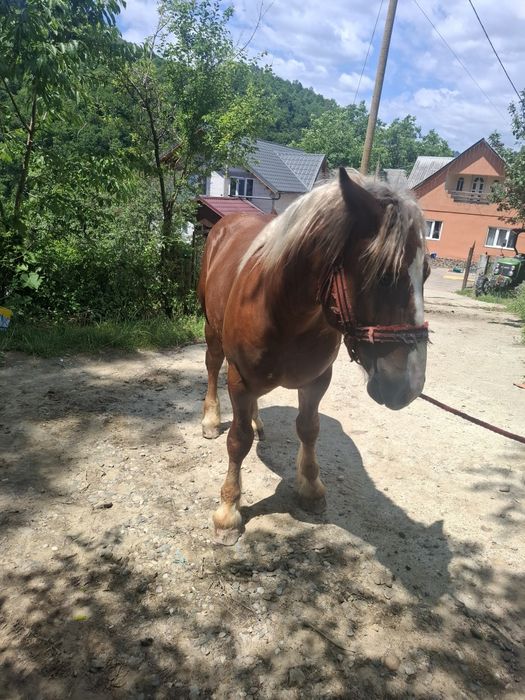 Vand sau schimb cu vaca sau vitei