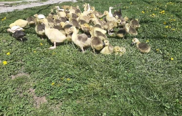 Продавам оплодени гъши яйца и гъсета