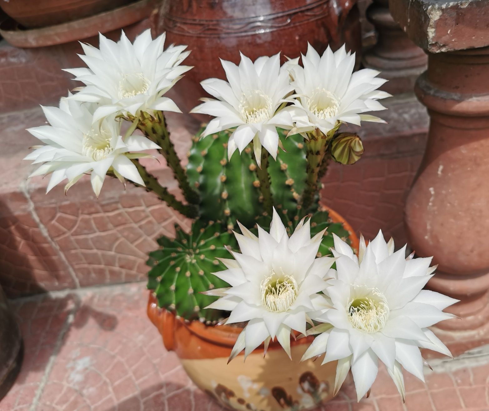 Цъфтящи кактуси Ехинопсис (Echinopsis eyriesii) (различни големини) гр ...
