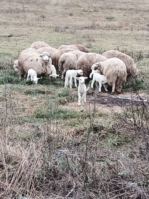 Vând 25 de oi cu miei