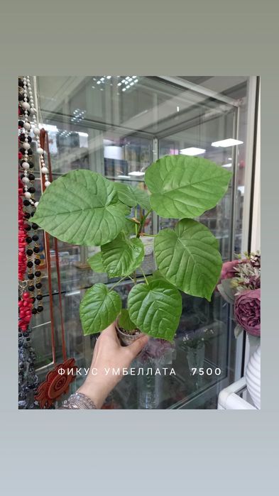 Филодендрон Модтаной, цветы, растения