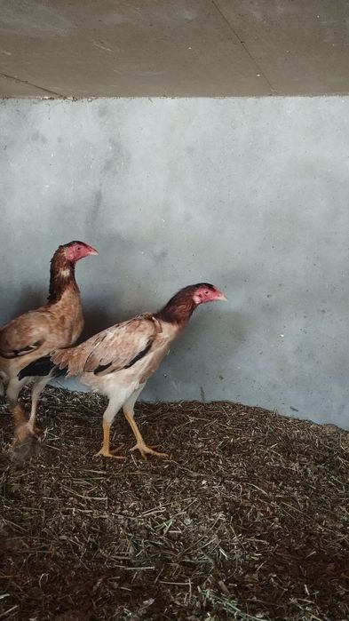 Bobo tovuqlar sotiladi