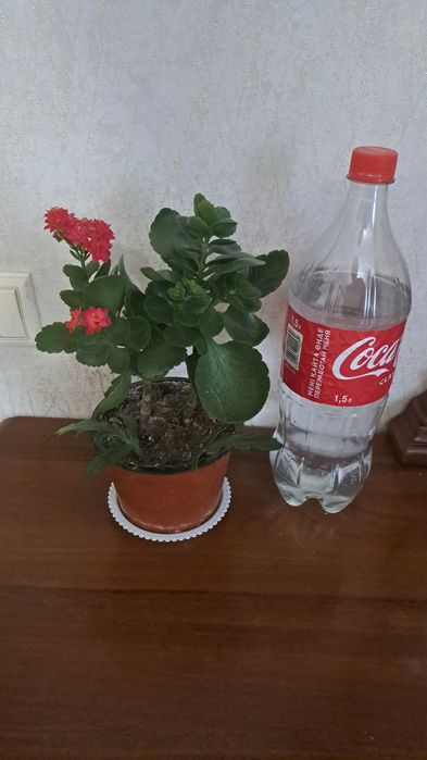 Цветы комнатные ухоженные