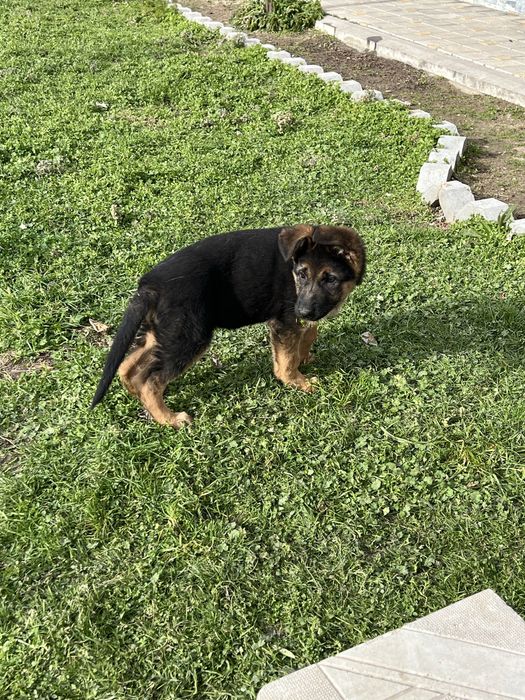 * Немска Овачарка *