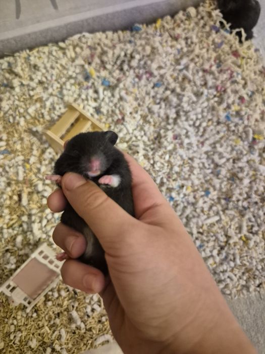 Hamsteri Sirieni Constanta