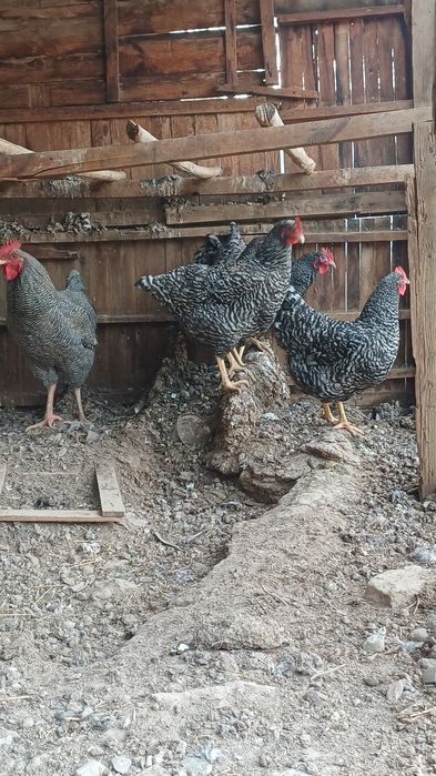 Плимутрок тауыктары