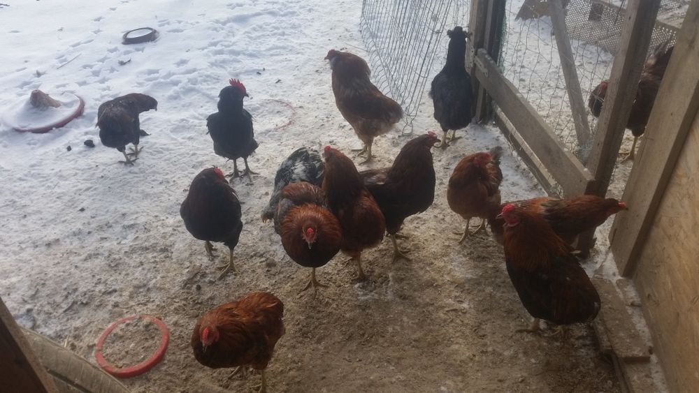 Vând cocoși Araucana