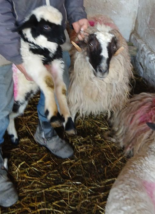 Vând     şase      Oi