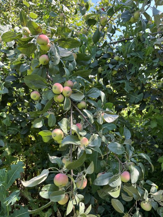 Продам дачу (НЕ В ГОРОДЕ)