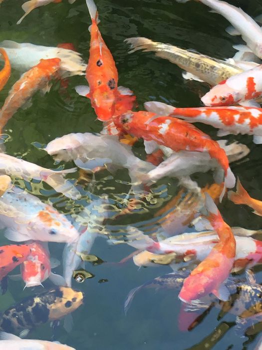 Арзон нардан коя балик,лари сотилади оптом