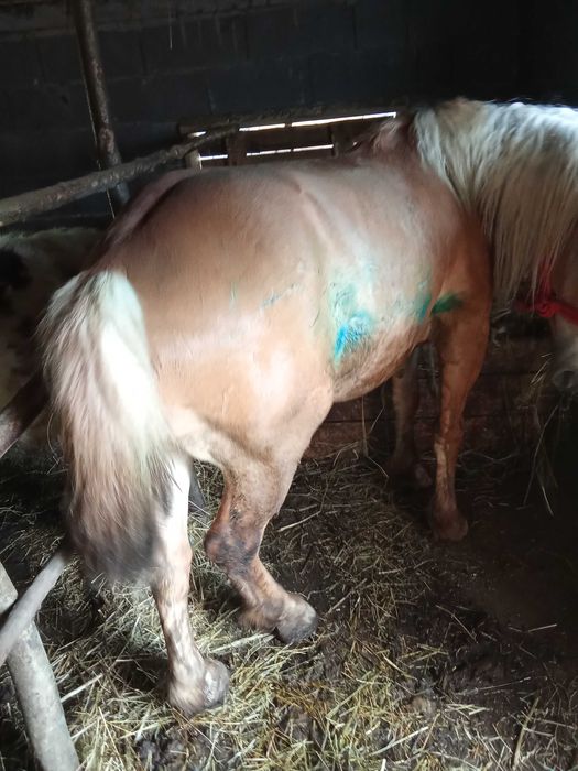 Cai de vînzare , Năsăud preturi 1.100€