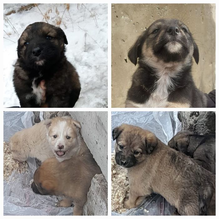 Срочно щенки в добрые руки!