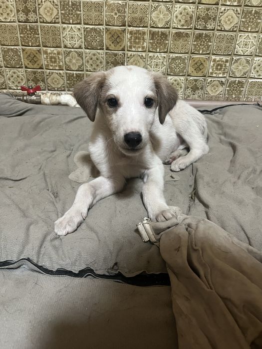 отдам в хорошие руки