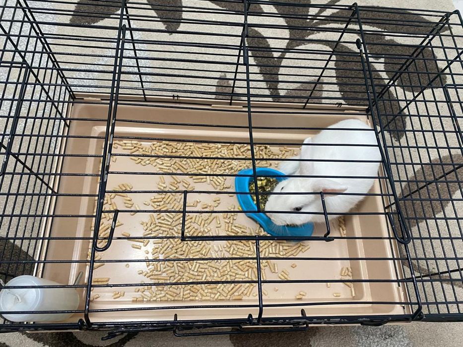 Кролик,белый,пушистый