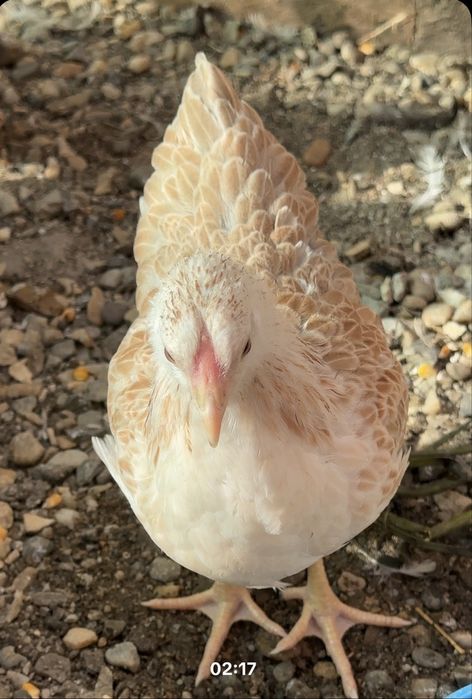 Oua incubat Wyandotte pitic somon