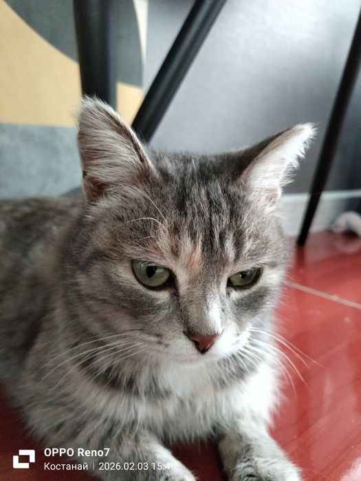 Отдам кошечку в добрые руки