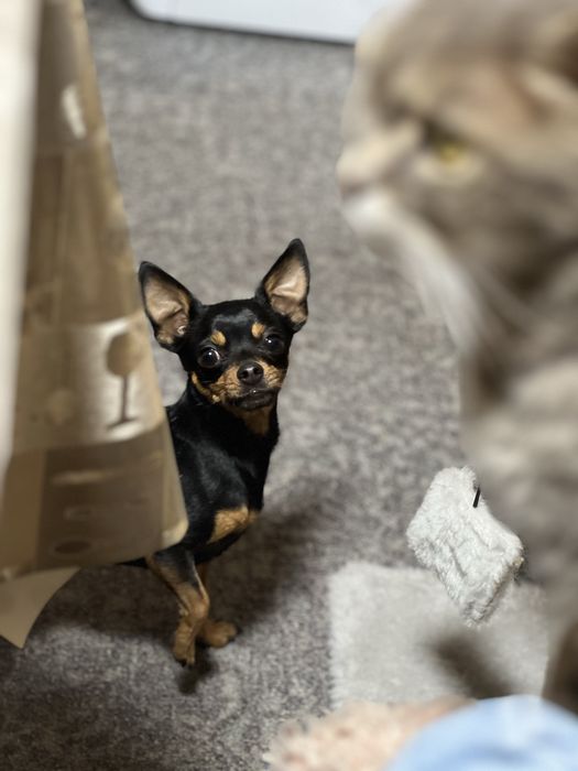 Вязка Той терьерчика