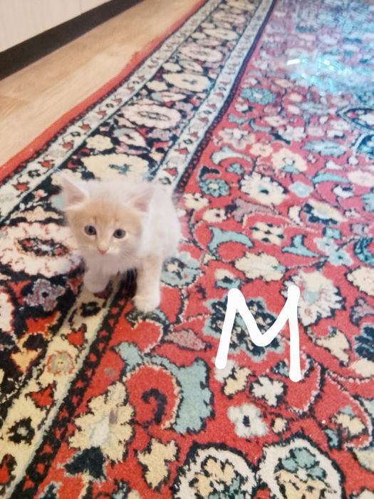 Отдам котят даром