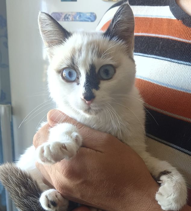 Сиамская котёнок девочка в добрые руки.