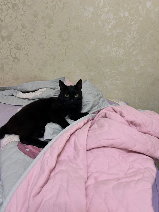 Кошку в добрые руки