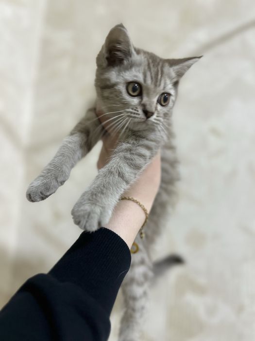 Scottish Straight Mushuk bolasi sotiladi