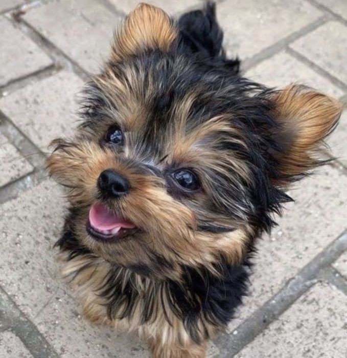 Yorkshire terrier talie mica