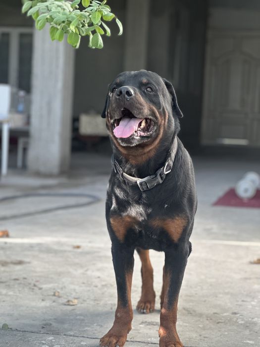 РОТВЕЙЛЕР щенок на продажу