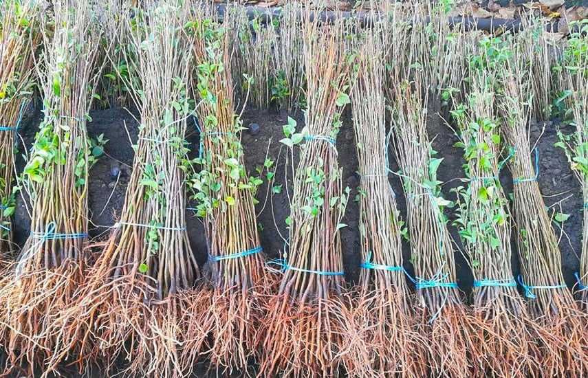 Саженцы любых видов и любой длины - оптом / Barcha turdagi ko'chatlar