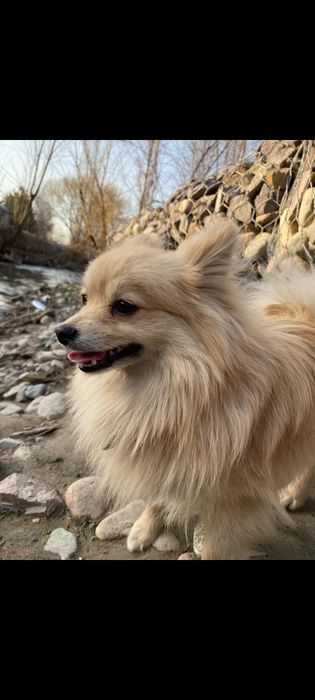 Вязка Померанский Шпиц