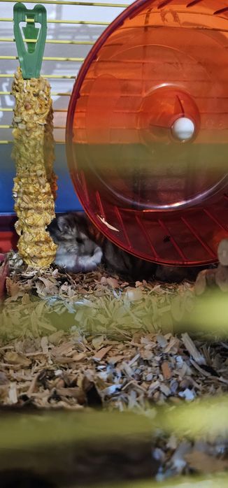 Donez Hamsteri pitici