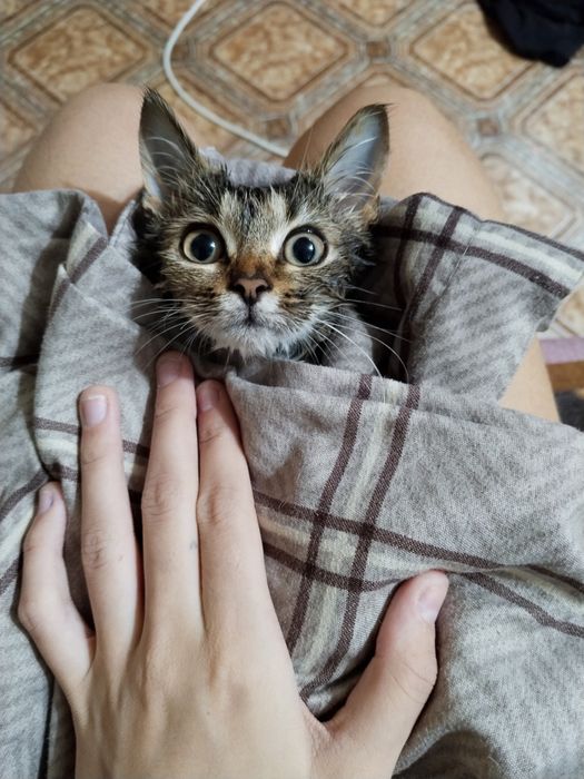 Коошечка в добрые руки