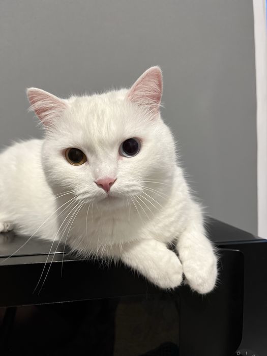 Отдам кошечку в добрые руки