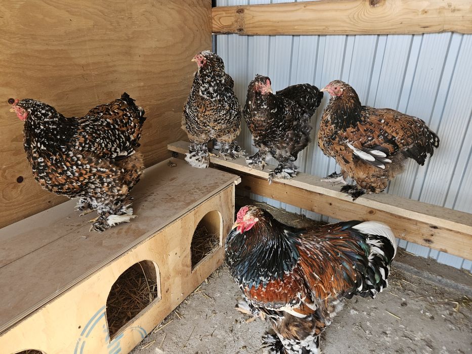 Ouă incubat Brahma Porțelan