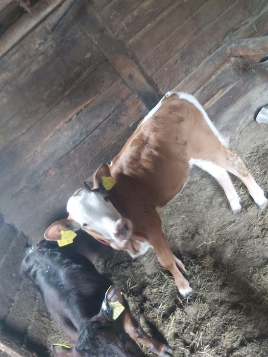 Vitea baltata bună de tinut