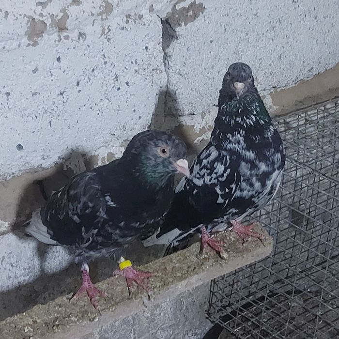 Туркмени челкар  лет с игрой летные