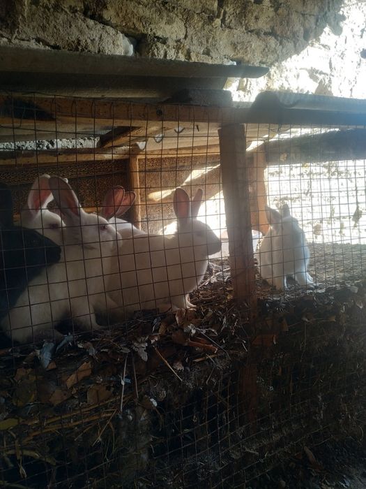 Quyonlar sotiladi soni 12ta