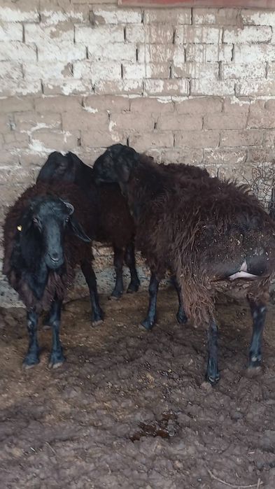Qurbonlika qoyla sotiladi